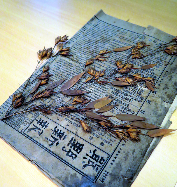 南方熊楠が採取し、牧野富太郎に送った竹の花の標本。明治36年（1903年）9月27日付の新聞紙に包んであった=5月7日、和歌山県田辺市の南方熊楠顕彰館、小林哲撮影