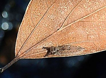 越冬中のオオムラサキの幼虫