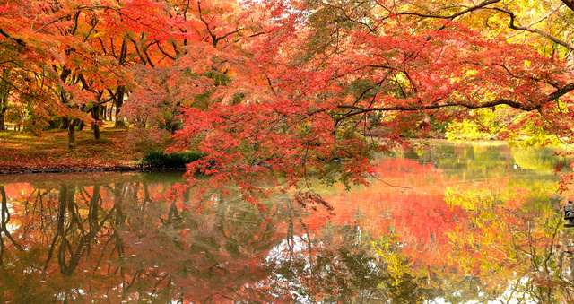 京都府立植物園の紅葉=2018年、京都市左京区