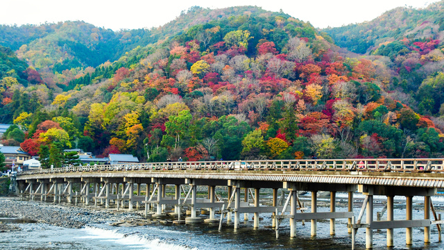 鮮やかに色づいた木々を背景にした渡月橋=2018年、京都市右京区