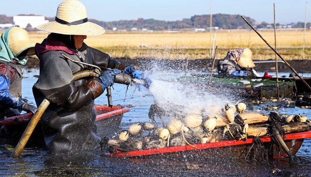 レンコンの収穫=2021年12月3日、茨城県稲敷市