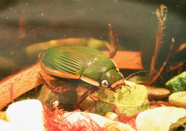 コオロギをエサにして育ったシャープゲンゴロウモドキのメス＝石川県ふれあい昆虫館提供