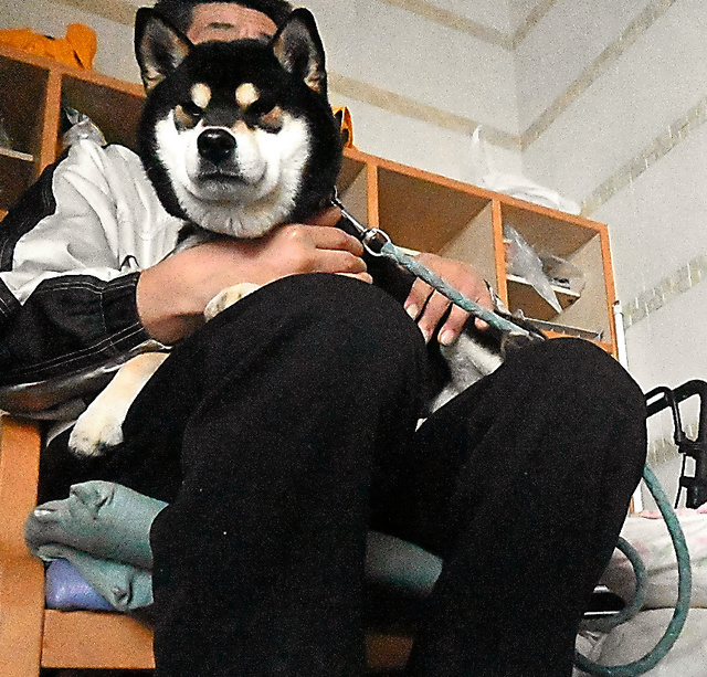 高枝岳人さんのひざ上でリラックスする柴犬のケンシロウ。風除室には、高枝さんが寝るためのふとんもあった＝１１日、いずれも石川県珠洲市