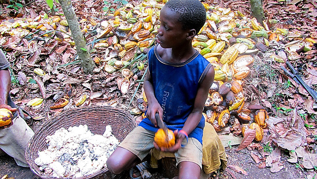 カカオ農園では、少年が素手でなたを使ってカカオの実を割る作業にあたっていた＝ガーナ・アシャンティ州、ＡＣＥ提供