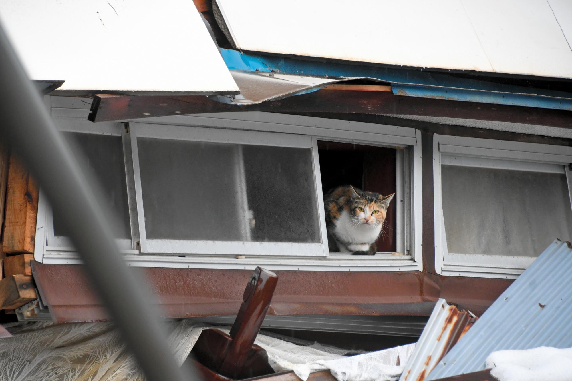 男性の家では、猫が倒壊した家屋の窓から顔を出していた=2024年1月21日午前9時48分、石川県珠洲市、吉備彩日撮影