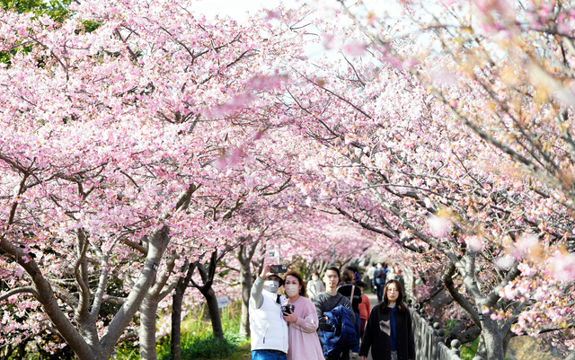 河津桜まつりを訪れ、満開の河津桜を楽しむ人たち=2023年2月、静岡県河津町、諫山卓弥撮影