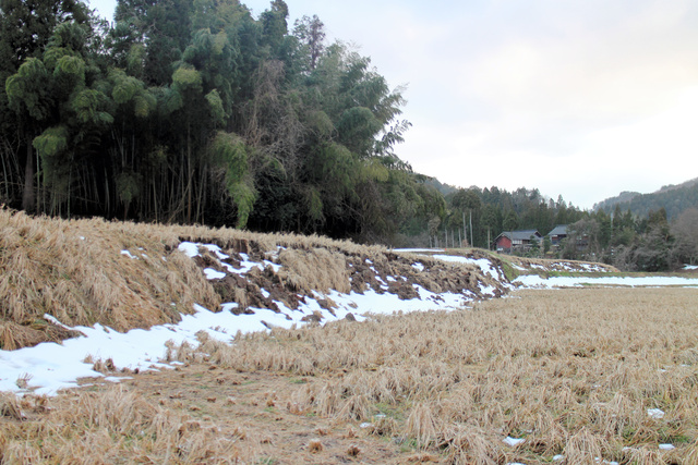 地面が隆起し、段差ができた田んぼ=2024年2月1日、石川県珠洲市若山町