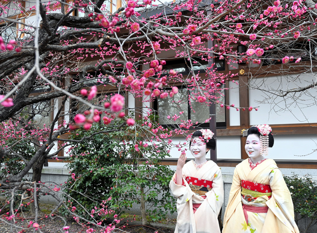 早くも見ごろを迎えた早咲きの寒紅梅=2024年2月8日、京都市上京区の北野天満宮、西田健作撮影