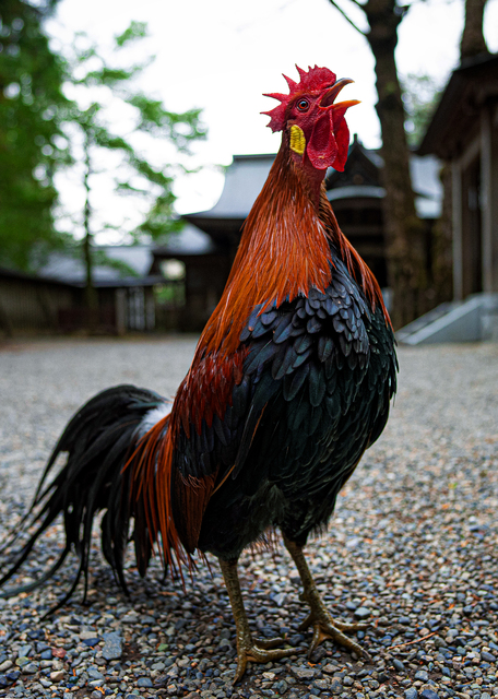天岩戸神社の境内を自由に歩き回る鶏。「天岩戸注連縄張神事」で見事な鳴き声を響かせた＝２０２３年１２月、宮崎県高千穂町