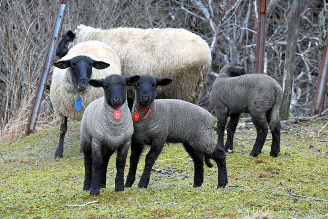 めえめえ牧場で今年誕生した赤ちゃん羊=2024年2月22日、奈良県山添村北野