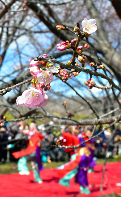坂戸にっさい桜まつりは9日に開幕。桜は三〜四分咲きだった=埼玉県坂戸市北浅羽