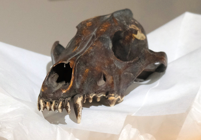 遺伝子解析をするニホンオオカミとみられる頭骨=飯塚利行・清川村文化財保護委員長提供