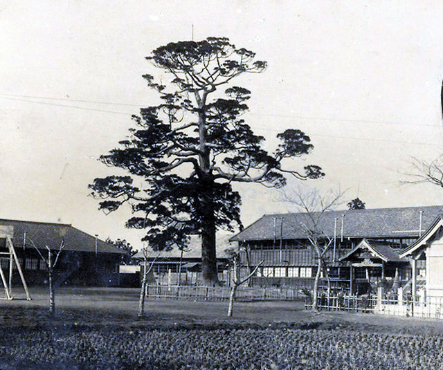 昭和初期の杉の木。昭和7（1932）年度の中野尋常高等小学校卒業記念帖から
