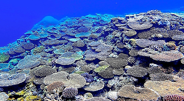 サンゴ礁＝いずれも沖縄科学技術大学院大学提供