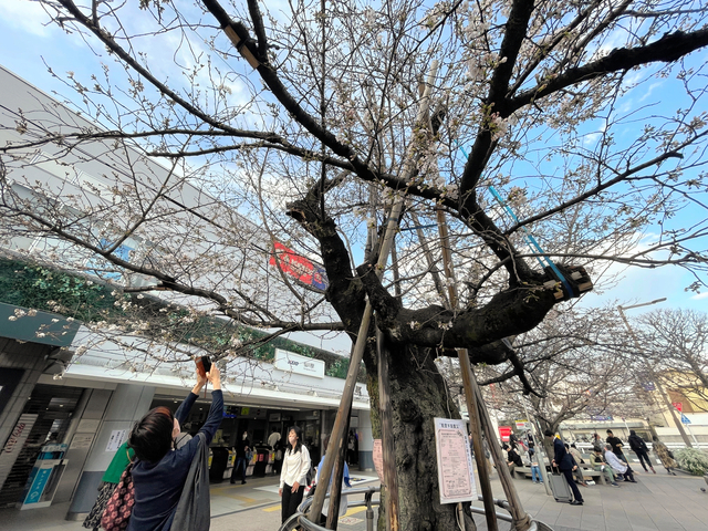 今年も花を咲かせた京王線仙川駅前の桜=2024年3月31日午後4時23分、東京都調布市、平山亜理撮影
