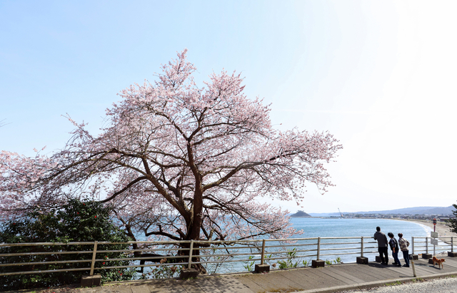 青い春の海を背に、満開になった「谷崎の桜」。海岸線の奥に浮かぶ見附島は、地震で大きく崩れた=2024年3月30日、石川県珠洲市、林敏行撮影