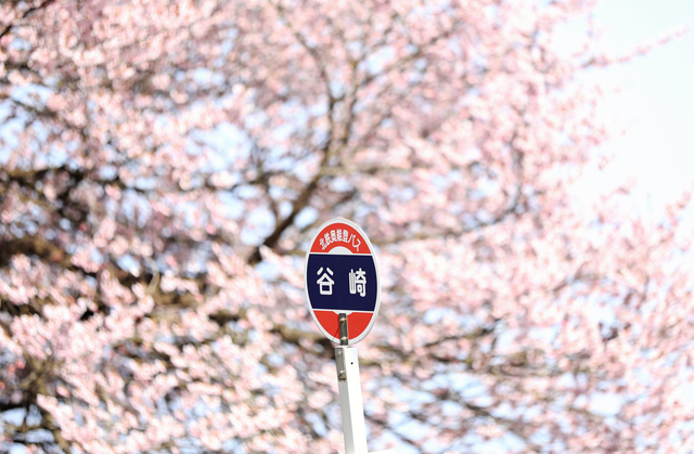 「谷崎の桜」の名前は一帯の地名にちなみ、バス停もある=2024年3月30日、石川県珠洲市、林敏行撮影