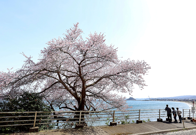 青い春の海を背に、満開になった「谷崎の桜」。海岸線の奥に浮かぶ見附島は、地震で大きく崩れた＝３月３０日、石川県珠洲市