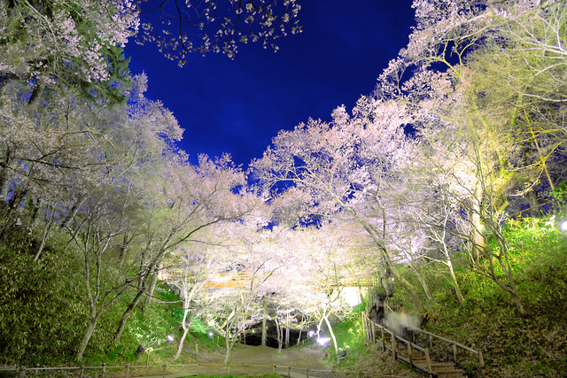高遠城址公園の夜桜=2018年4月12日、長野県伊那市高遠町西高遠、伊那市観光協会提供