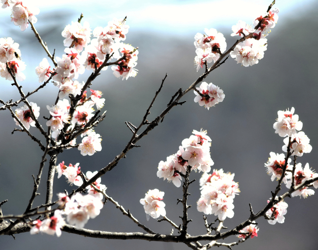 早くも満開になった桜=2024年4月2日午後0時46分、岩手県大槌町役場前、東野真和撮影