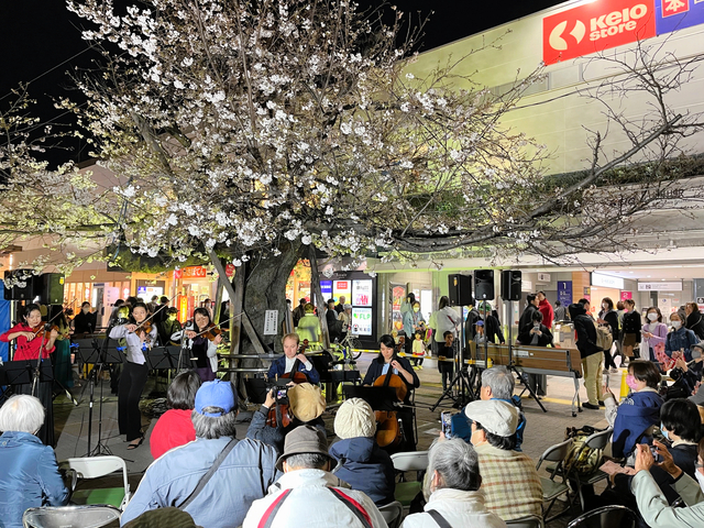 能登半島地震の復興を願って開かれた夜桜チャリティーコンサート。桜は、２４年前に伐採を逃れ、その後毎年開かれている=2024年4月2日午後6時37分、東京都調布市、平山亜理撮影