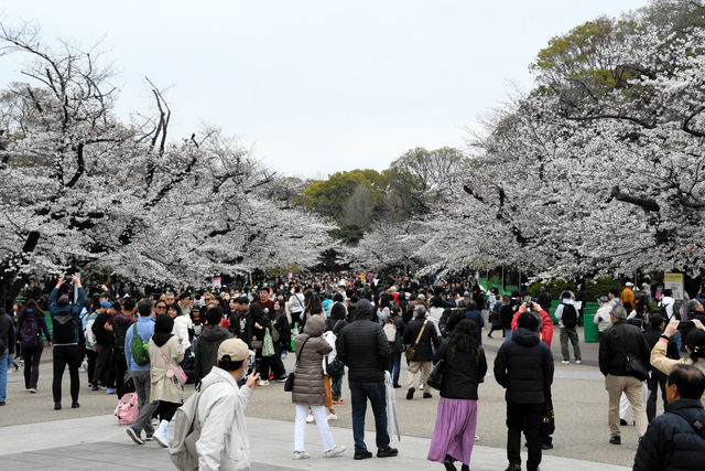 花見客でにぎわう上野公園=2024年4月5日午前11時3分、東京都台東区、平川仁撮影