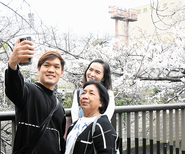 桜を見るためにタイから来たワチャラポン・アリヤクリヤンクァイさん（左）＝５日