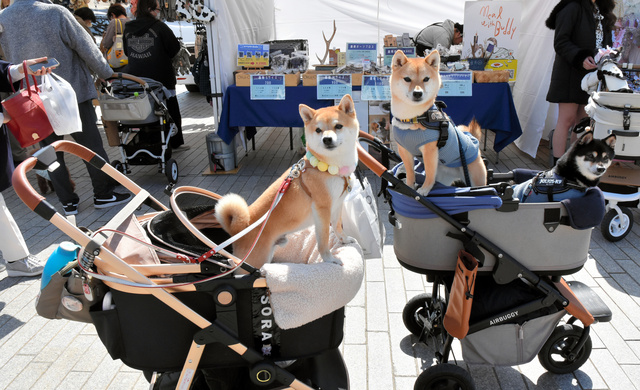 横浜赤レンガ倉庫で開かれたイベントに来場した犬たち=2024年3月15日、横浜市中区、小林直子撮影