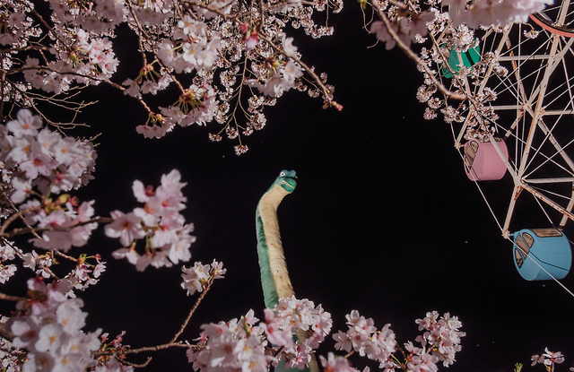満開の桜を見下ろす恐竜の遊具=2024年4月12日午後、福島県いわき市、関田航撮影