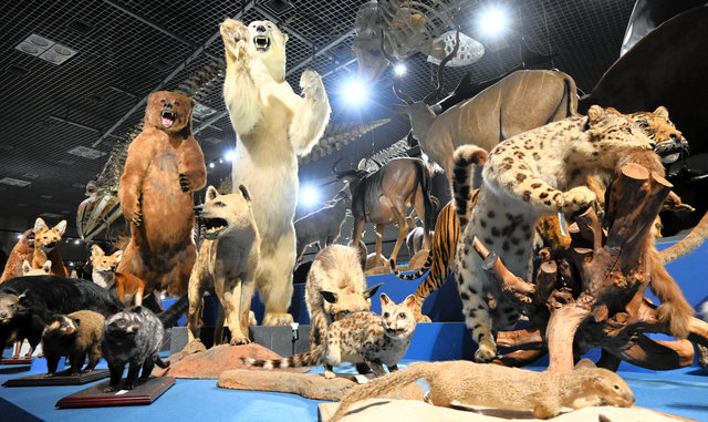 大哺乳類展3の会場では、約200点の哺乳類の「大行進」を見ることができる=2024年4月19日、東京・上野の国立科学博物館、稲葉有紗撮影