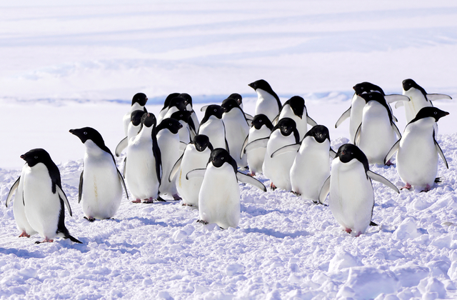 昭和基地にやってきたアデリーペンギン=2020年11月3日午前10時42分、南極・昭和基地、中山由美撮影