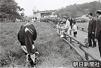 横浜市の「こどもの国」を訪れ、牧場で乳牛を間近にみつめる美智子さまに抱かれた礼宮さま