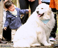 ５月、初めて長野県軽井沢町を訪れ、滞在先のホテルで飼われている大型犬・ヘンリーの背中にこわごわ触れようとする悠仁さま