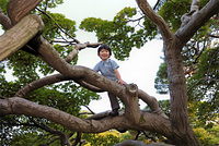 ２０１１年９月、５歳になった悠仁さま。木登りが大好き。赤坂御用地のモミジの木で