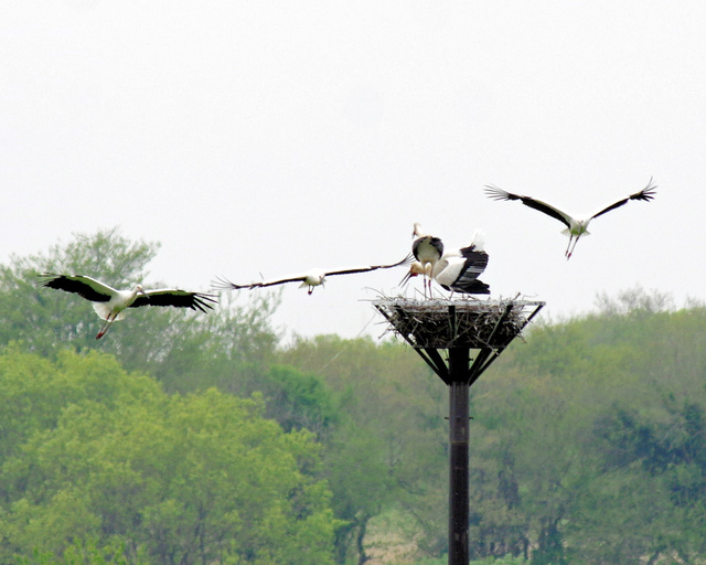 12日齢　巣の近くまでコウノトリ3羽が飛んできて、「ひかる」（巣の上で左）と「レイ」は、クチバシを鳴らすクラッタリングで威嚇=2023年4月18日午前11時19分、栃木県小山市下生井、横田耕司さん撮影