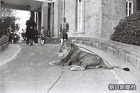 ハイレ・セラシエ皇帝のグエンネット・レル宮殿玄関に座る「トウジョウ」と名付けられたライオン