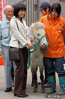 ２００８年４月、東京・上野動物園で行われた愛媛県今治市産の野間馬「えりか号」の贈呈式に出席した眞子さま。これが初の単独公務