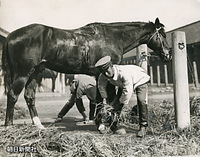 陸軍第１５騎兵連隊繋馬場で、演習後わらを手に愛馬の「富正」の手入れをする