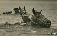 １９３６年、習志野騎兵第１５連隊の水馬演習に参加。千葉県の谷津海岸で海中を進む