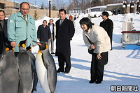 ２月、動物の自然な生態を見ることができる行動展示で人気を集めている北海道旭川市の旭山動物園を視察に訪れ、雪の上を散歩するキングペンギン（オウサマペンギン）を間近に見学される紀宮さま。左は小菅正夫園長