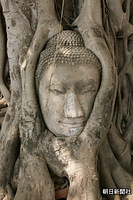 正面から見た、木の根にとりこまれた仏頭。戦争で切り取られた仏像の頭が、長い年月の間のこのような姿になったが、今でも信仰を集めている