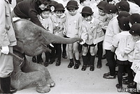 １９６５年１１月、学習院幼稚園の遠足で上野動物園を訪れ、子象でアジアゾウのメナムにリンゴを与える浩宮さま。メナムは１９６４年に皇太子時代の天皇、皇后両陛下がタイを訪問した記念に、タイの日本留学生会から