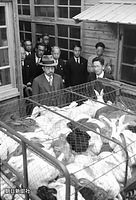 ６日、宮崎市にある宮崎県授産場で、食肉として加工されるウサギについての説明を聞かれる昭和天皇。ここでは、精肉加工や甘藷からの澱粉製造なども視察された